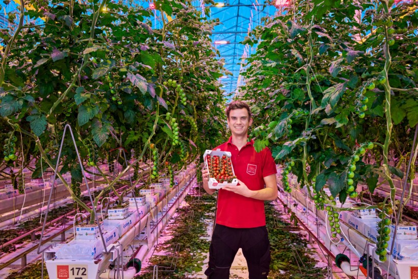 W gospodarstwie Den Berk Délice zastosowano dynamiczne oświetlenie górne Philips GreenPower LED Force i system sterowania Philips GrowWise (fot. Signify)