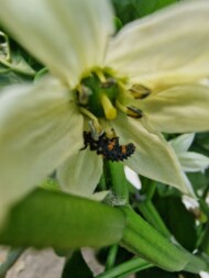 Larwa biedronki - również larwy żywią się szkodnikami, zwalczają m.in. mszyce (fot. AWoj)