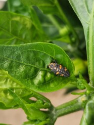 Larwa biedronki - również larwy żywią się szkodnikami, zwalczają m.in. mszyce (fot. AWoj)