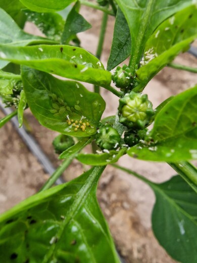 Kolonia mszycy na roślinie papryki (fot. AWoj)