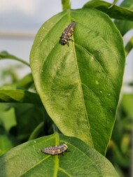Larwa biedronki - również larwy żywią się szkodnikami, zwalczają m.in. mszyce (fot. AWoj)