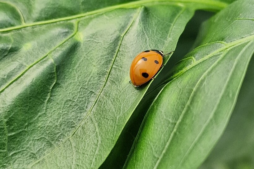 Biedronka siedmiokropka w uprawach ogrodniczych jest mile widzianym owadem pożytecznym (fot. AWoj)