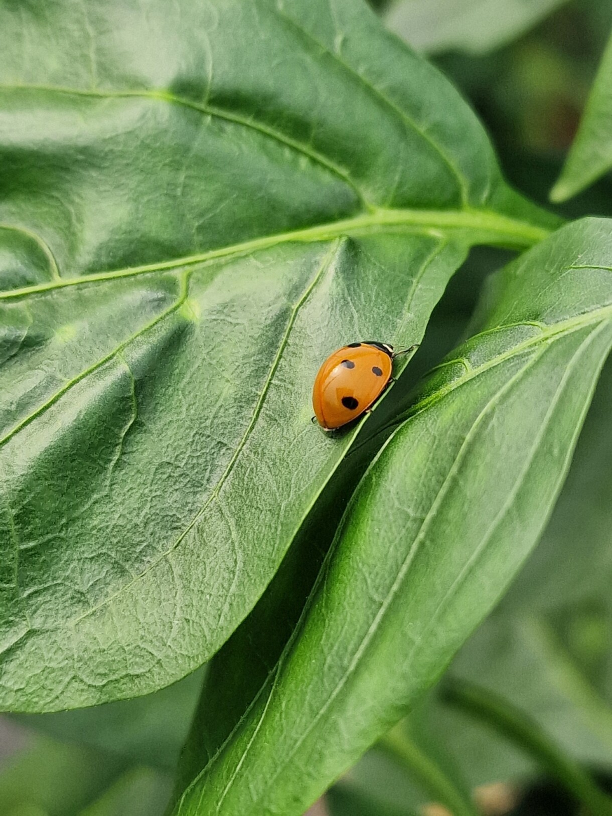 Biedronka siedmiokropka w uprawach ogrodniczych jest mile widzianym owadem pożytecznym (fot. AWoj)