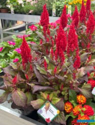 Celosia argentea var. plumosa Bright Sparks Bright Red Bronze Leaf_Syngenta Flowers_FlowerTrials 2025_fot. A-Cecot