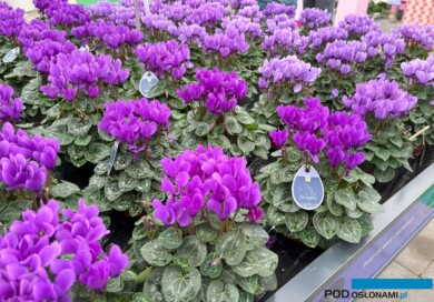 Cyklameny z serii Super Serie Dragon F1 (Schoneveld breeding), fot. A. Cecot