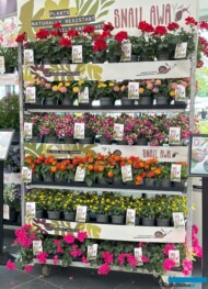Florensis proponuje zestaw roślin balkonowo-rabatowych odpornych na ślimaki _FlowerTrials 2025 (fot. A. Cecot)