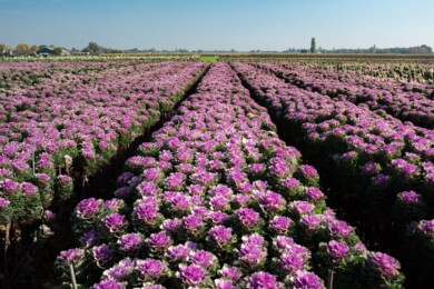 Brassica Empire Ksenia_fot. Evanthia