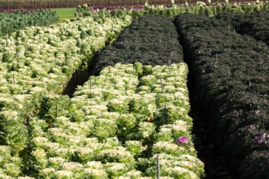 Brassica Empire White Lady i Katya (fot. Evanthia)