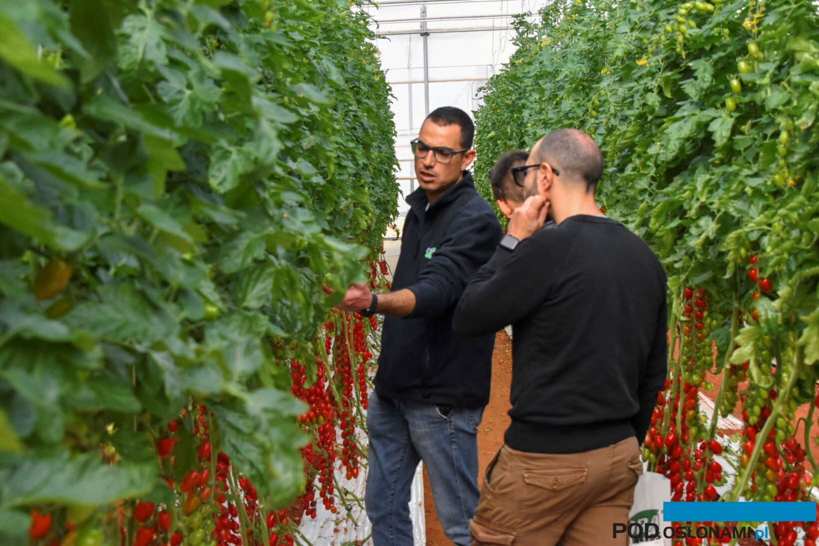 Pomidor koktajlowy Guastella (fot. Cora Seeds)