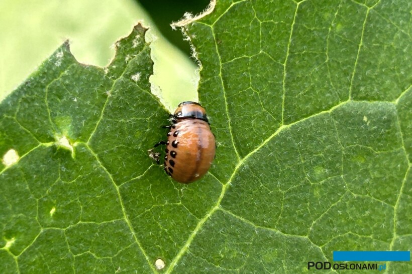 Stonka ziemniaczana coraz częściej zagraża uprawie tunelowej bakłażana