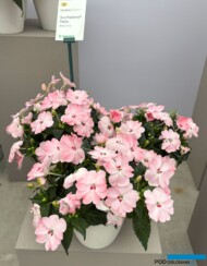 Impatiens SunPatiens Patio Blush Pink (Sakata)_FlowerTrials 2025_fot. A. Cecot