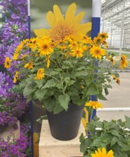 Helianthus annuus Sunfinity Double Yellow_FlowerTrials 2025_Syngenta Flowers_fot. A-Cecot