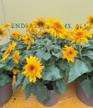 Helianthus annuus Sunfinity Double Yellow_FlowerTrials 2025_Syngenta Flowers_fot. A-Cecot