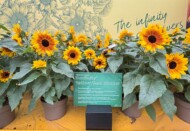 Helianthus annuus Sunfinity Yellow Red Bicolour_FlowerTrials 2025_Syngenta Flowers_fot. A-Cecot