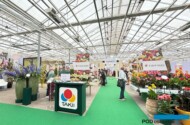 FlowerTrials 2025 (Holandia)_Jeden z grupowych pokazów w jednej lokalizacji, w którym wzięły udział m.in. przedsiębiorstwa Takii i Hem_fot. A-Cecot