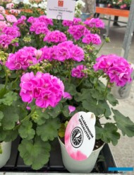 Pelargonium zonale Survivor Idols Indigo Sky (pokazana jako "speciality" w firmie Dümmen Orange) _FlowerTrials 2025 (fot. A. Cecot)