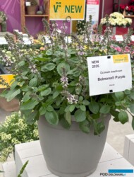 Bazylia Belmona Purple (Volmary)_FlowerTrials 2025 (fot. A. Cecot)