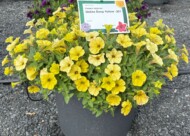 Petunia Dekko Deep Yellow_FlowerTrials 2025_Syngenta Flowers