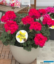 Pelargonium zonale Tumbao Extra Pink 25 (Selecta One)_FlowerTrials 2025 (fot. A. Cecot)