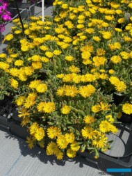 Delosperma cooperi Delmara Yellow Imp._Florensis_FlowerTrials 2025_fot. A-Cecot