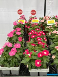 Cataranthus roseus_Pacifica_PanAmerican Seed_FlowerTrials 2025_fot. A-Cecot