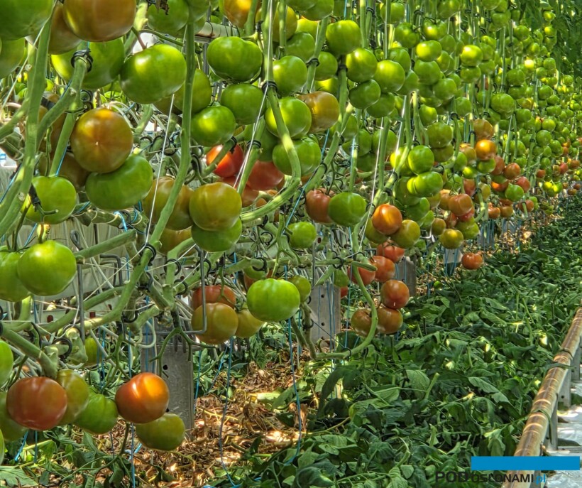 Pomidor malinowy Kornati (fot. AW)