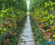 Pomidor malinowy Kornati (fot. AW)