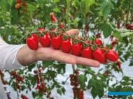 Pomidor typu koktajlowy Malizioso (fot. Cora Seeds)