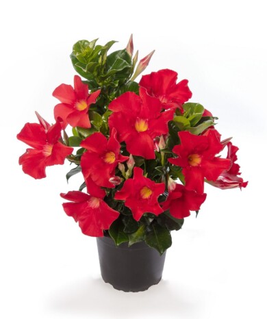 Mandevilla Rio Lipstick_fot. Syngenta Flowers