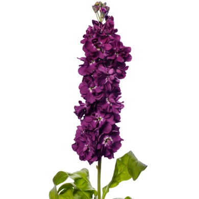 Matthiola incana Milla Aubergine