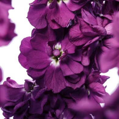 Matthiola incana Milla Aubergine