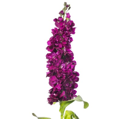 Matthiola incana Milla Purple