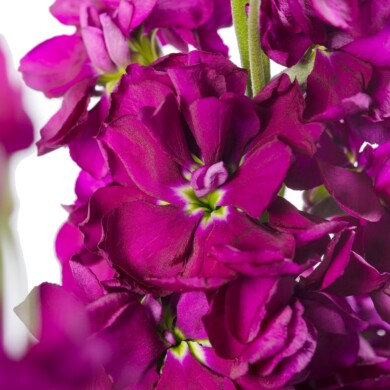 Matthiola incana Milla Purple