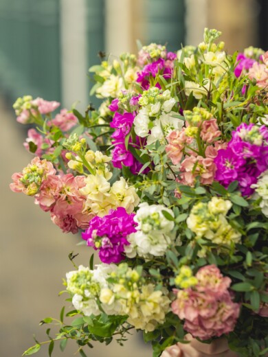 Matthiola incana StoX (fot._Evanthia)