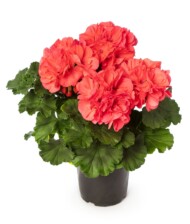 Pelargonia Mojo Salmon_fot. Syngenta Flowers