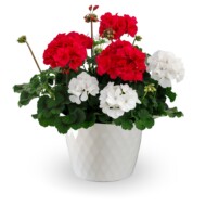 Pelargonie Mojo Violet oraz Mojo White_fot. Syngenta Flowers