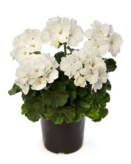 Pelargonia Mojo White_fot. Syngenta Flowers