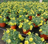 Petunia Dekko Deep Yellow w produkcji_Syngenta Flowers