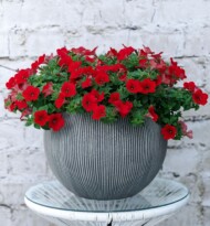 Petunia Dekko Red Imp._fot. Syngenta Flowers