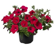 Petunia Garden Supreme Raspberry_fot. Syngenta Flowers