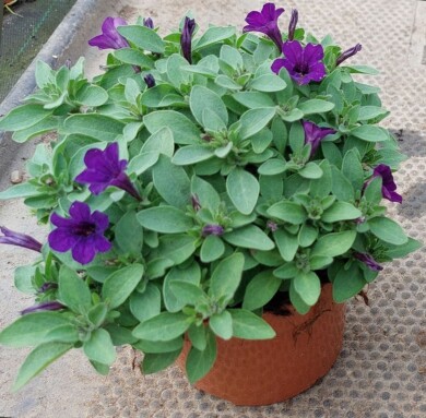 Petunia Itsy Blue_Syngenta Flowers