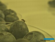 Samica D. suzukii na owocu borówki wysokiej