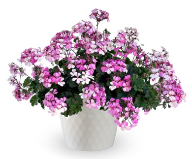 Pelargonia Calliope Landscape Rock’n Rose_fot. Syngenta Flowers