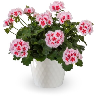 Pelargonia Calliope M White Splash_fot. Syngenta Flowers