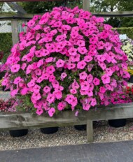Petunia ColorRush Pink_Florensis_fot. M. Federowicz
