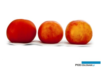 Typowe objawy powodowane przez PepMV na owocach pomidora (fot. Biobest)