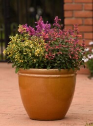 Mix odmian kłosowca meksykańskiego z serii Summerlong (Lemon, Coral, Lilac), fot. Florensis