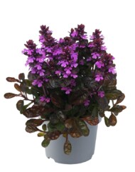 Ajuga-reptans-Midnight-Mystery_fot. Florensis