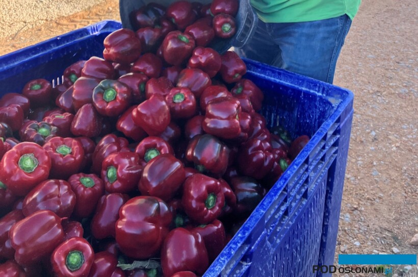 Papryka Arnold (fot. Rijk Zwaan)