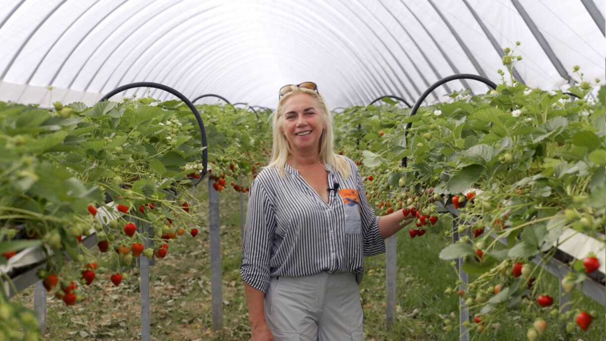 Pani Dorota Schewior specjalizuje się w uprawie truskawek (fot. Royal Brinkman)